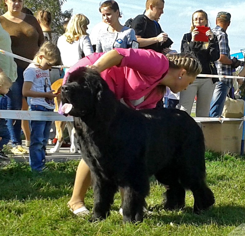 Фото: ньюфаундленд Feliciya iz Plemeni Kedra (Фелиция из Племени Кедра)