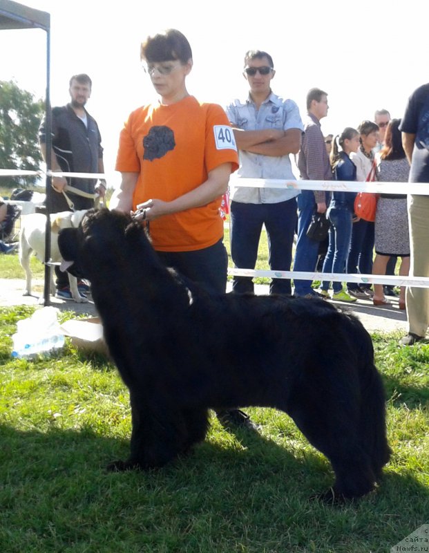Фото: ньюфаундленд Huode Shen Afina (Хуодэ Шень Афина)