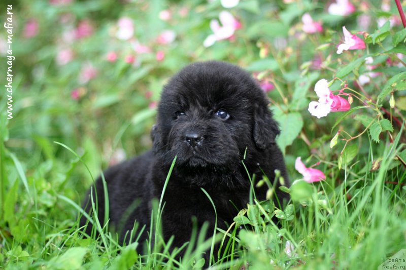 Фотография № 213499