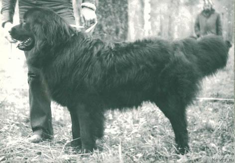 Фото: ньюфаундленд Buslay Fan (Буслай Фан)