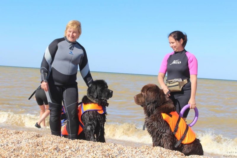 Фото: Elena Bajutina (Елена Бажутина), ньюфаундленд Russkaya Krasavica Nyura (Русская Красавица Нюра), YUliya Demidova (Юлия Демидова), ньюфаундленд Nikol Gold Star (Николь Голд Стар)