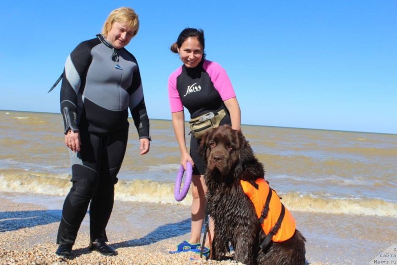Фото: Elena Bajutina (Елена Бажутина), YUliya Demidova (Юлия Демидова), ньюфаундленд Nikol Gold Star (Николь Голд Стар)
