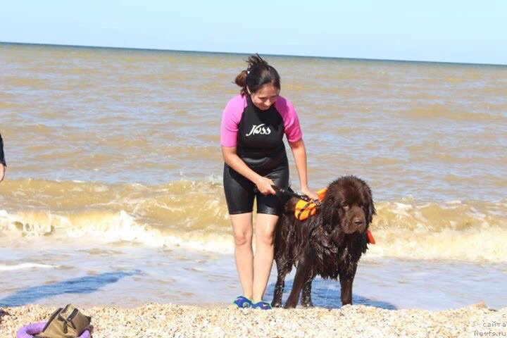 Фото: YUliya Demidova (Юлия Демидова), ньюфаундленд Nikol Gold Star (Николь Голд Стар)