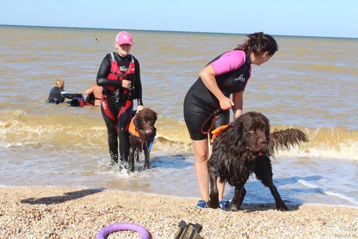 Фото: ньюфаундленд Cherniy Balu Zlatogor (Черный Балу Златогор), YUliya Demidova (Юлия Демидова), ньюфаундленд Nikol Gold Star (Николь Голд Стар)