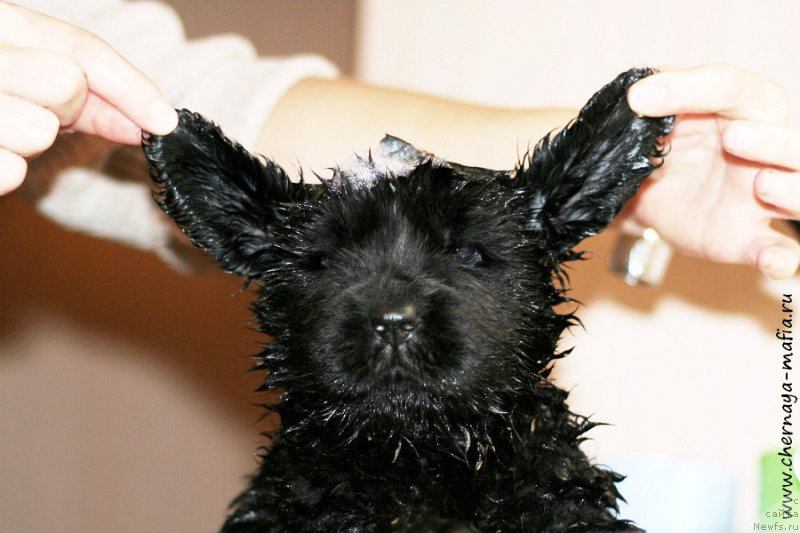 Фото: ньюфаундленд Chernaya Mafia Bringing Good Luck (Черная Мафия Брингинг Гоод Луск)