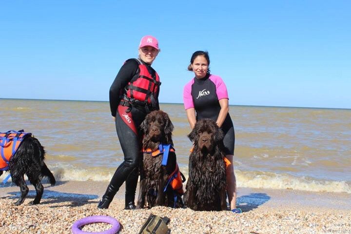 Фото: ньюфаундленд Cherniy Balu Zlatogor (Черный Балу Златогор), YUliya Demidova (Юлия Демидова), ньюфаундленд Nikol Gold Star (Николь Голд Стар)