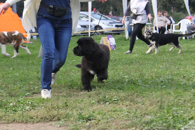 Фото: ньюфаундленд Terra Viktoriya Vodnaya Nimfa (Терра Виктория Водная Нимфа)