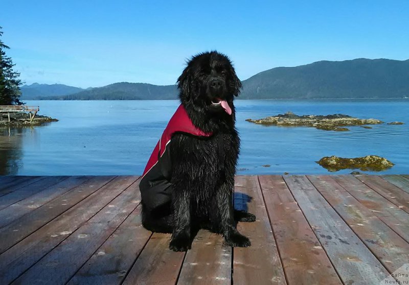 Фотография № 213517