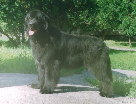 Фото: ньюфаундленд Uit Triksi Fidjit (Уит Трикси Фиджит)