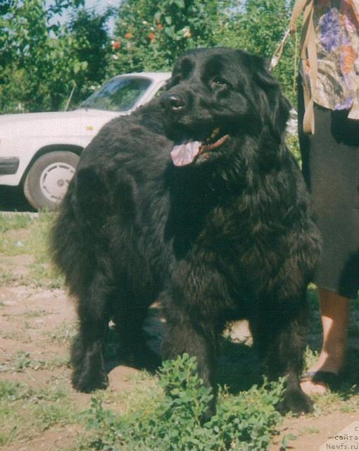 Фото: ньюфаундленд Ingrid Seyver (Ингрид Сейвер)