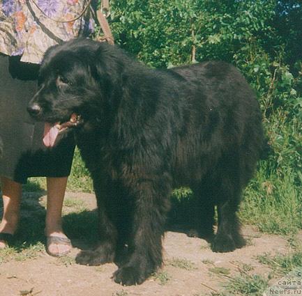 Фото: ньюфаундленд Infanta Seyver (Инфанта Сейвер)