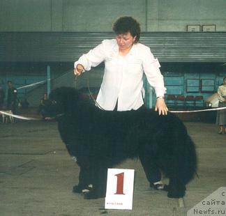 Фото: ньюфаундленд Urs (Урс)