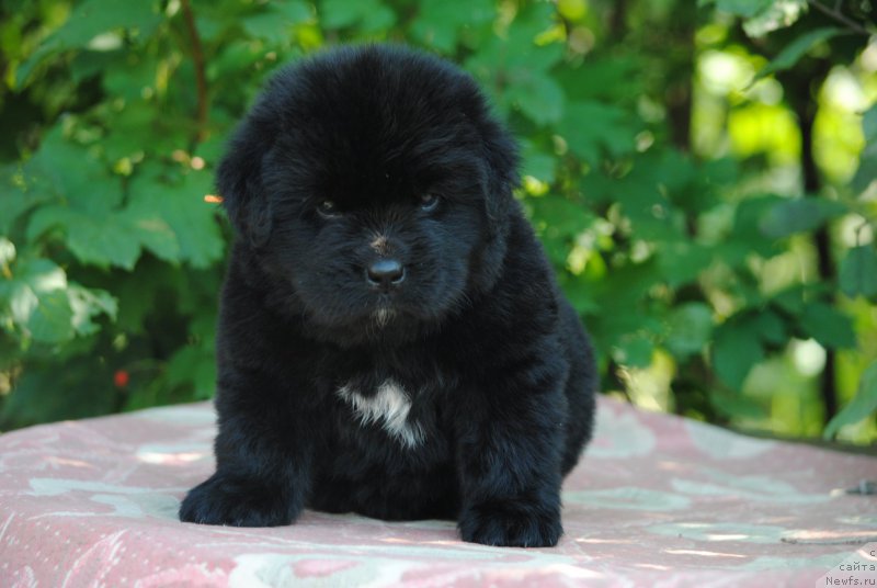 Фото: ньюфаундленд Moya Stihiya Miss Pidji (Моя Стихия Мисс Пиджи)
