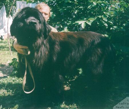 Фото: ньюфаундленд Helsi Batlind (Хелси Батлинд)