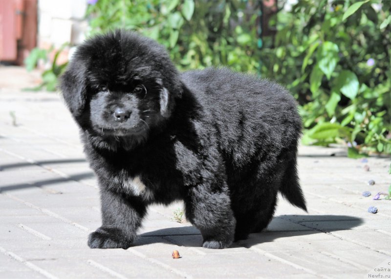 Фото: ньюфаундленд Moya Stihiya Miss Pidji (Моя Стихия Мисс Пиджи)