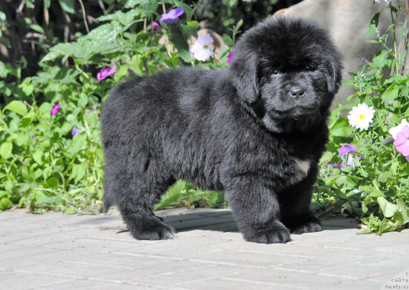 Фото: ньюфаундленд Moya Stihiya Miss Pidji (Моя Стихия Мисс Пиджи)