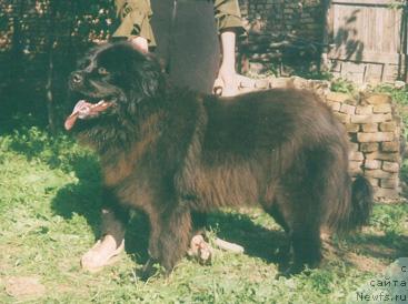 Фото: ньюфаундленд CHara Marinf Gyorl (Чара Маринф Гёрл)