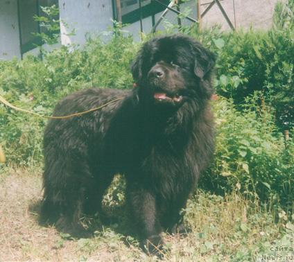 Фото: ньюфаундленд Kris CHoris Ronal'd (Крис Чорис Рональд)