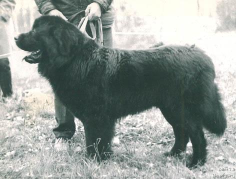 Фото: ньюфаундленд Artur Evi (Артур Еви)