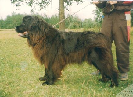 Фото: ньюфаундленд Filadel'fiya Gazar Syeyv (Филадельфия Газар Сэйв)