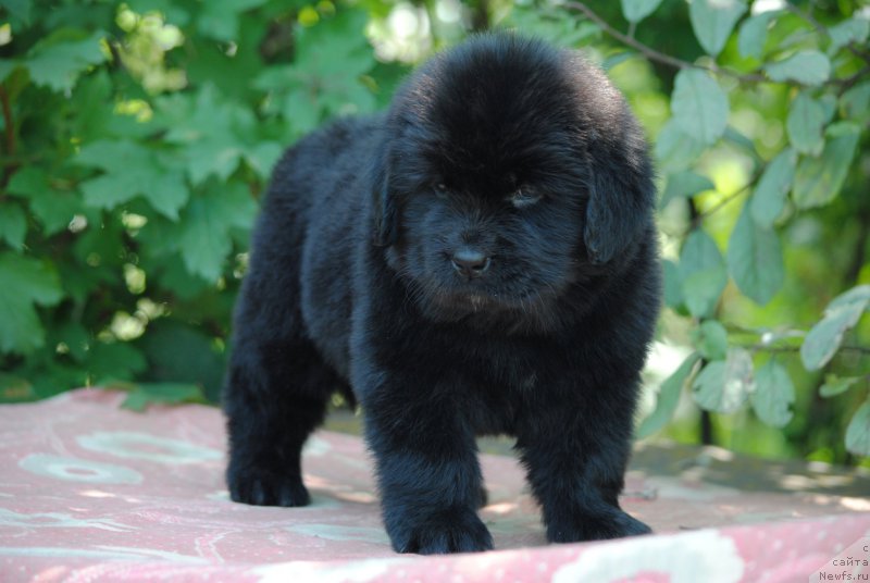 Фото: ньюфаундленд Moya Stikhiya Meledi (Моя Стихия Миледи)
