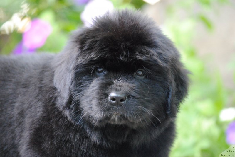 Фото: ньюфаундленд Moya Stikhiya Meledi (Моя Стихия Миледи)