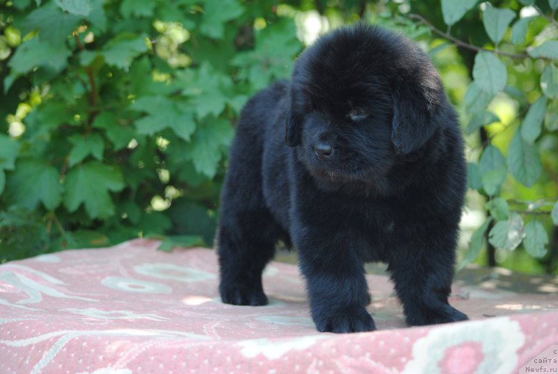 Фото: ньюфаундленд Moya Stikhiya Meledi (Моя Стихия Миледи)