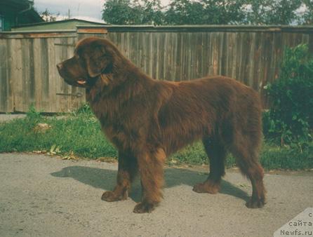 Фото: ньюфаундленд Ratibor Rossi SHokoladnoe CHudo (Ратибор Росси Шоколадное Чудо)