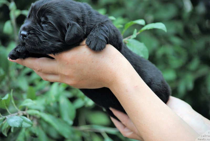Фото: ньюфаундленд Moya Stihiya Mustang (Моя Стихия Мустанг)