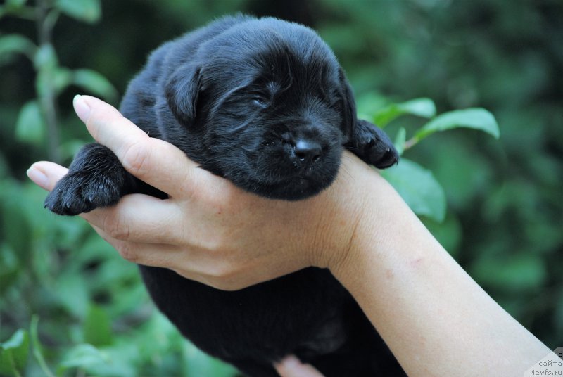 Фото: ньюфаундленд Moya Stihiya Mustang (Моя Стихия Мустанг)