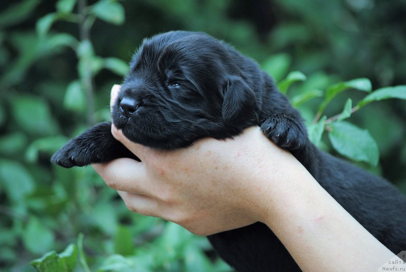 Фото: ньюфаундленд Moya Stihiya Mustang (Моя Стихия Мустанг)
