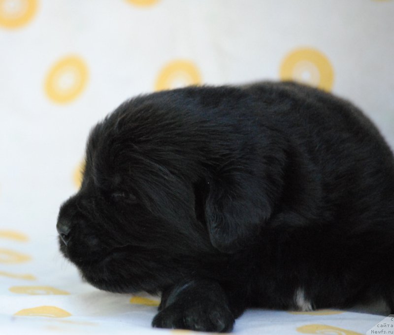 Фото: ньюфаундленд Moya Stihiya Mustang (Моя Стихия Мустанг)