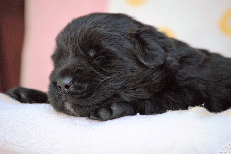 Фото: ньюфаундленд Moya Stihiya Mustang (Моя Стихия Мустанг)