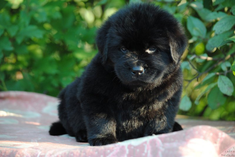 Фото: ньюфаундленд Moya Stihiya Mustang (Моя Стихия Мустанг)