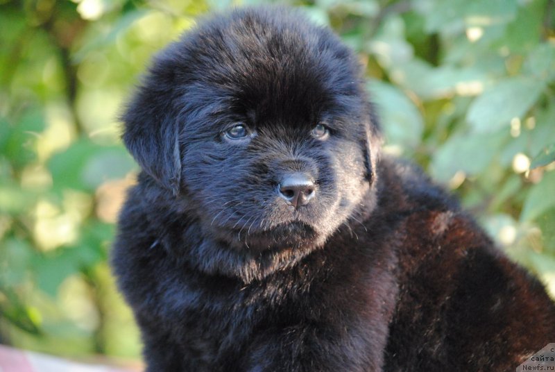 Фото: ньюфаундленд Moya Stihiya Mustang (Моя Стихия Мустанг)