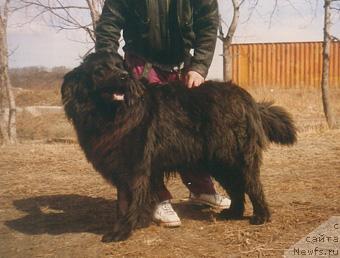 Фото: ньюфаундленд Hard (Хард)