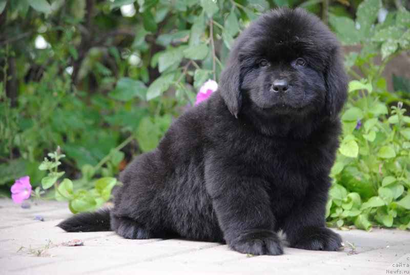 Фото: ньюфаундленд Moya Stihiya Mustang (Моя Стихия Мустанг)