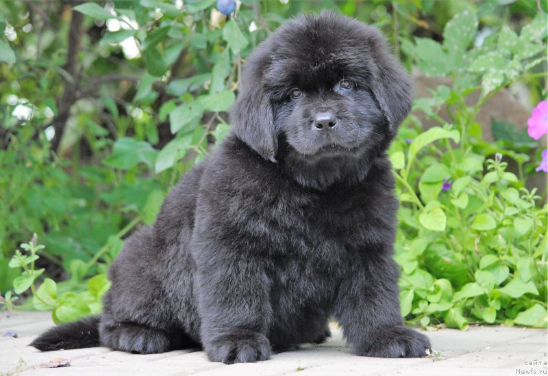 Фото: ньюфаундленд Moya Stihiya Mustang (Моя Стихия Мустанг)