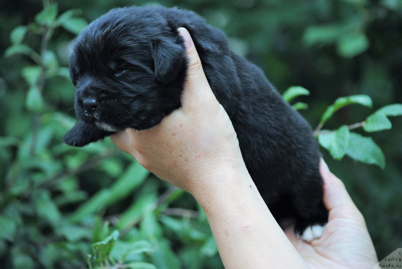 Фото: ньюфаундленд Moya Stihiya Morgan-Griffin (Моя Стихия Морган-Гриффин)