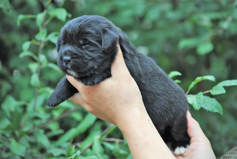 Фото: ньюфаундленд Moya Stihiya Morgan-Griffin (Моя Стихия Морган-Гриффин)