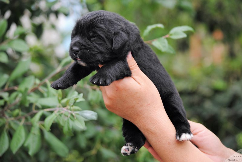 Фото: ньюфаундленд Moya Stihiya Morgan-Griffin (Моя Стихия Морган-Гриффин)