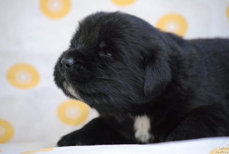 Фото: ньюфаундленд Moya Stihiya Morgan-Griffin (Моя Стихия Морган-Гриффин)