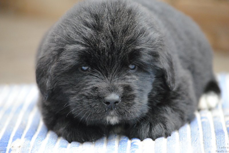 Фото: ньюфаундленд Moya Stihiya Morgan-Griffin (Моя Стихия Морган-Гриффин)