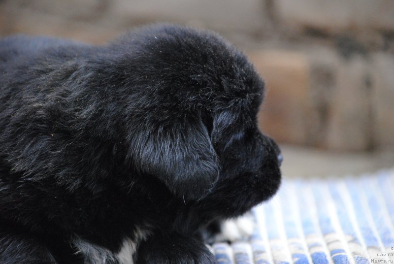 Фото: ньюфаундленд Moya Stihiya Morgan-Griffin (Моя Стихия Морган-Гриффин)