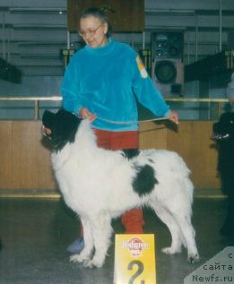 Фото: ньюфаундленд Karona Ulhard Sol Gryem (Карона Улхард Сол Грэм)