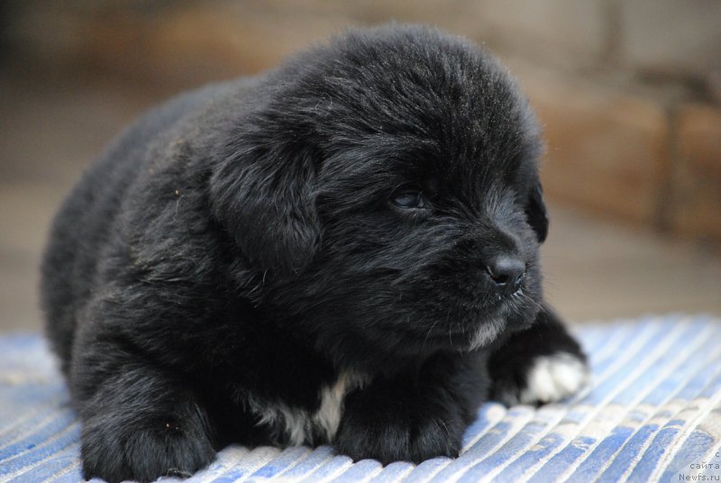 Фото: ньюфаундленд Moya Stihiya Morgan-Griffin (Моя Стихия Морган-Гриффин)