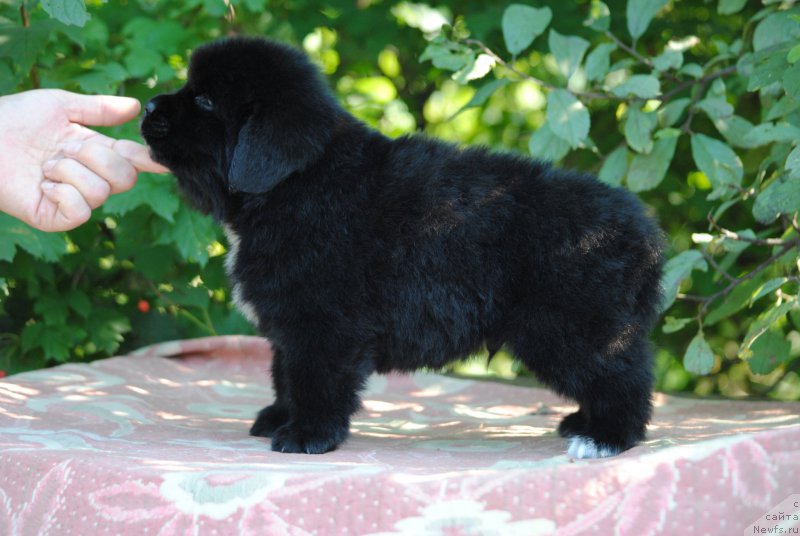 Фото: ньюфаундленд Moya Stihiya Morgan-Griffin (Моя Стихия Морган-Гриффин)