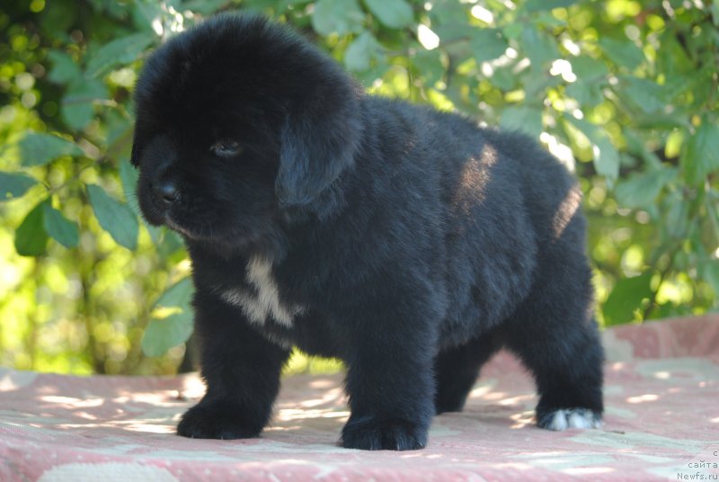 Фото: ньюфаундленд Moya Stihiya Morgan-Griffin (Моя Стихия Морган-Гриффин)