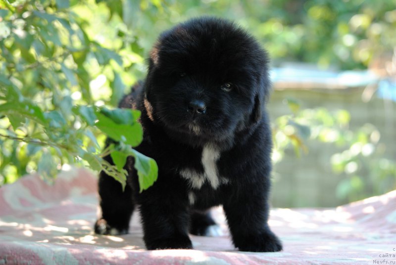 Фото: ньюфаундленд Moya Stihiya Morgan-Griffin (Моя Стихия Морган-Гриффин)