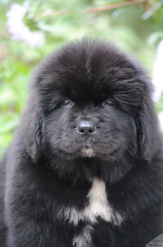 Фото: ньюфаундленд Moya Stihiya Morgan-Griffin (Моя Стихия Морган-Гриффин)